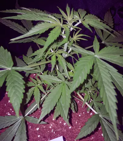 Fruit Cake (Seedstockers) Cannabis-Samen