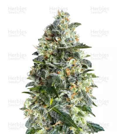 Heavy Bud (Advanced Seeds) Cannabis-Samen