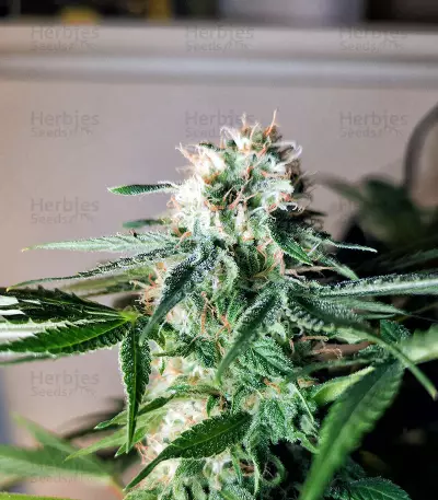 Kritikal Bilbo CBD (Genehtik Seeds) Cannabis-Samen