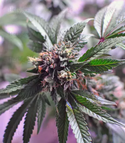 LA Confidential (DNA Genetics) Cannabis-Samen