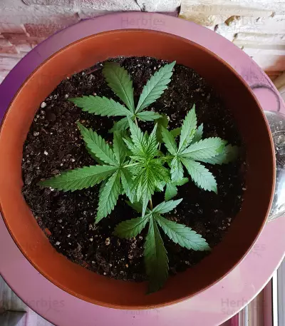 Pineapple Glue (Advanced Seeds) Cannabis-Samen