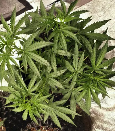 Pineapple Haze Regular (Barney's Farm) Cannabis-Samen