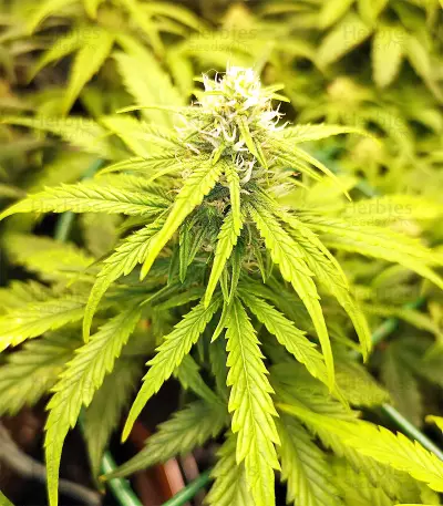 Ripley's OG Auto strain