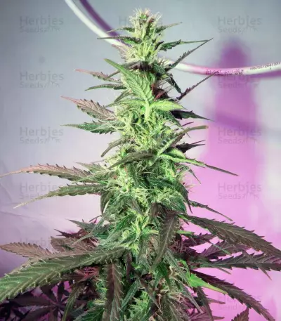 Skunk #1 Automatic (Sensi Seeds) Cannabis-Samen