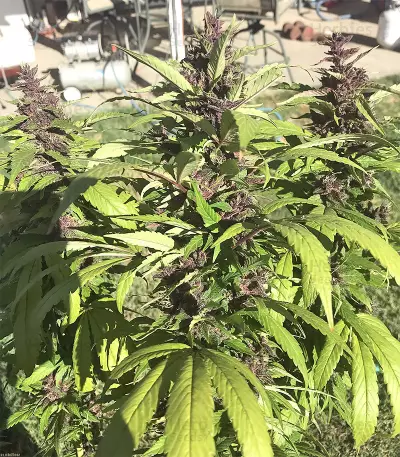 Violeta Regular (Ace Seeds) Cannabis-Samen