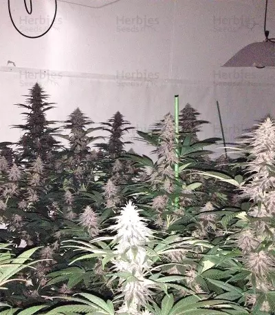 Violeta Regular (Ace Seeds) Cannabis-Samen