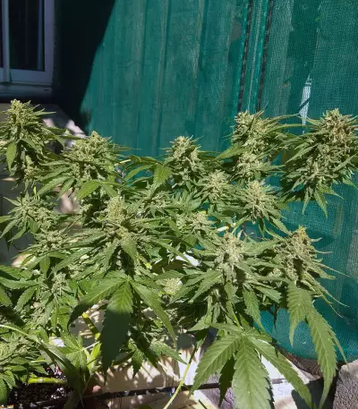 White Thunder strain