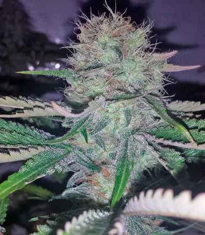 A.M.S. (GHS) Cannabis-Samen