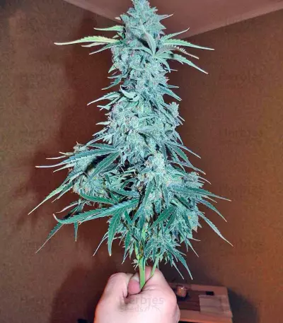 Auto Wappa (Paradise Seeds) Cannabis-Samen