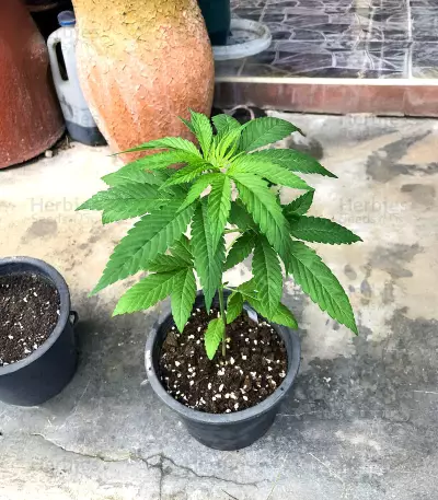 Bay Burger feminisierte Samen (Delicious Seeds)