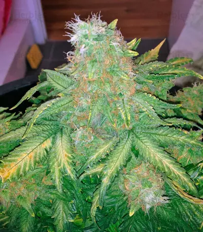 Big Bang (GHS) Cannabis-Samen