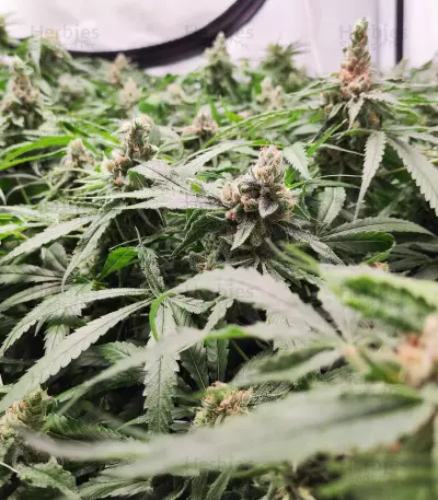 Critical Daddy (BlimBurn Seeds)