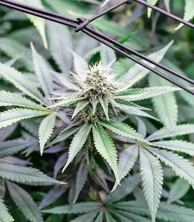 Critical Gorilla (Expert Seeds) Cannabis-Samen