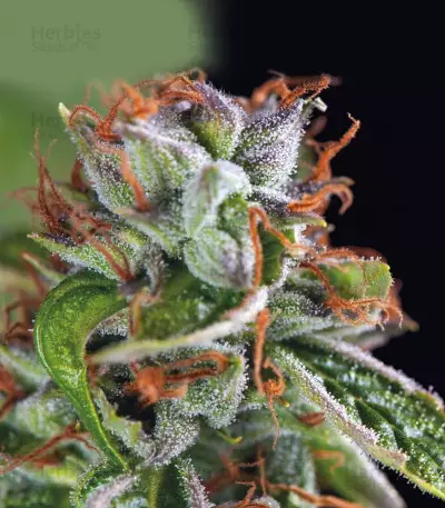 Double OG Haze (Pyramid Seeds) Cannabis-Samen