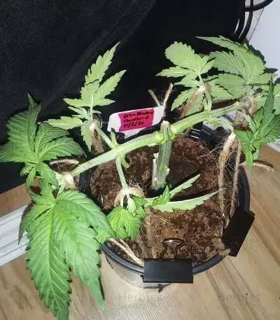 G13 x Blueberry Headband (Emerald Triangle Seeds) Cannabis-Samen