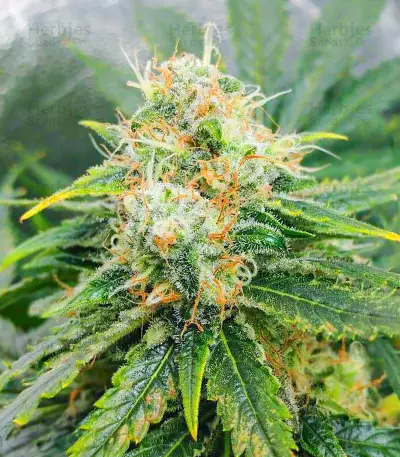 Glue Sherbert feminisierte Samen (AlphaFem Seeds)