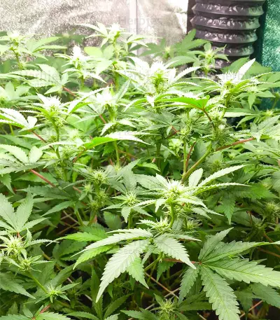 Gorilla x Lilly (Expert Seeds) Cannabis-Samen