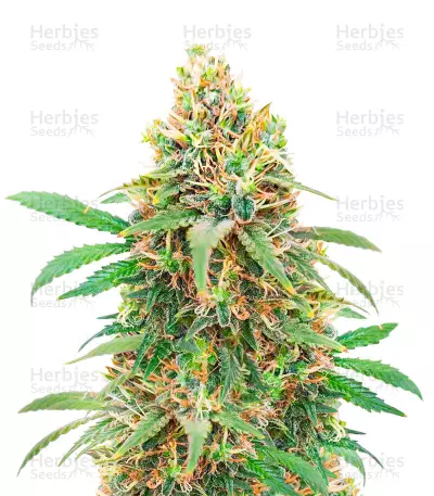 I'm Alive feminisierte Samen (AlphaFem Seeds)