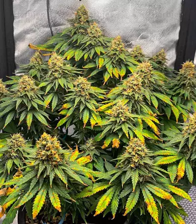 OG Kush Fast Version feminisierte Samen (EGS)