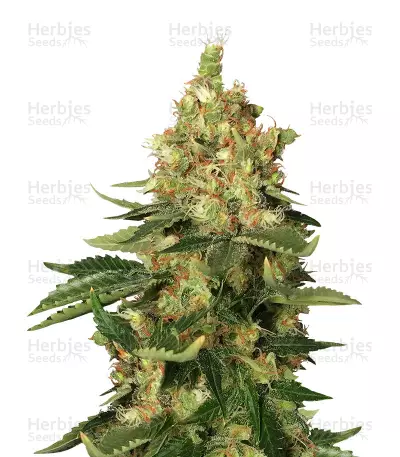 Orange Sherbert (Barney's Farm) Cannabis-Samen
