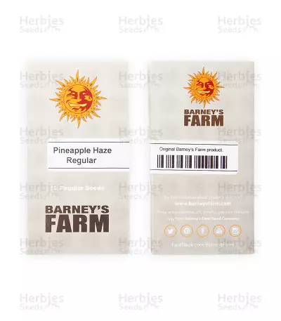 Pineapple Haze Regular (Barney's Farm) Cannabis-Samen