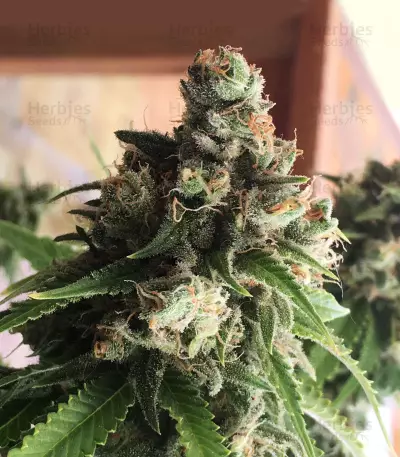 Quick Critical + (Dinafem Seeds) Cannabis-Samen