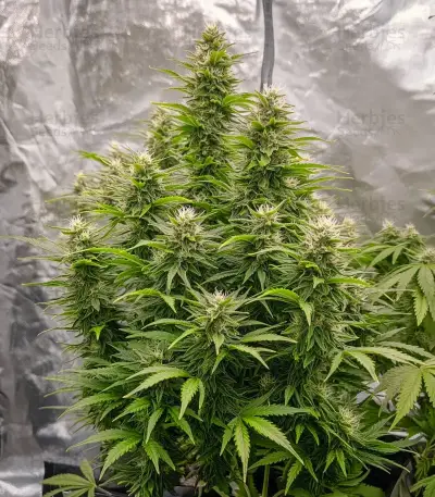 Automatic (Big Buddha Seeds) Cannabis-Samen