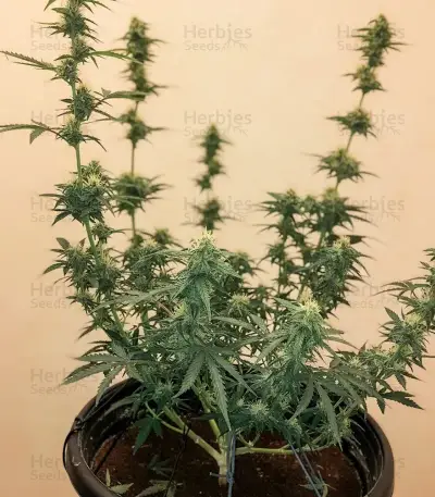 Big Domina Auto (Freedom of Seeds) Cannabis-Samen