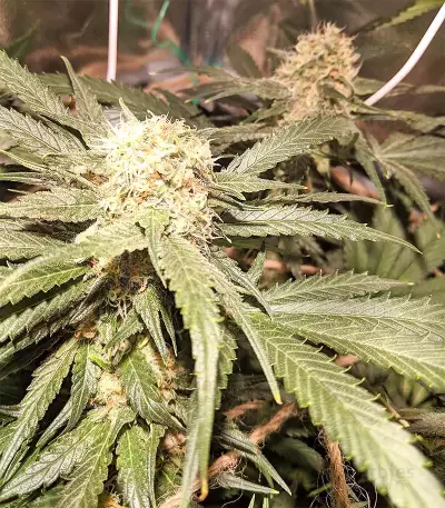 Blackberry Gum feminisierte Samen