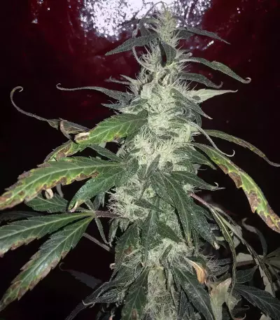 Blue Dream (BlimBurn Seeds) Cannabis-Samen