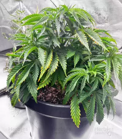 Cinderella 99 feminisierte Samen (Brothers Grimm Seeds)