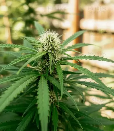 Doctor Shiva Auto (Flash Seeds) Cannabis-Samen