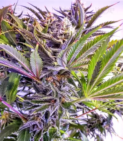 Grandaddy Black (Original Sensible Seeds) Cannabis-Samen