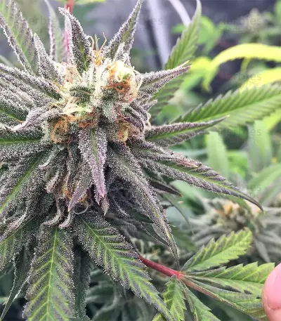 Grandaddy Purple (Big Head Seeds) Cannabis-Samen