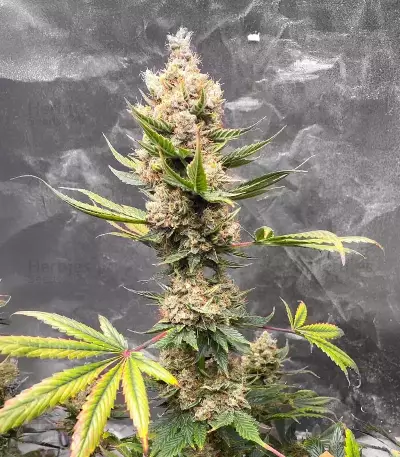 Mango Sherbert Autoflower feminisierte Samen (Humboldt Seed Company)