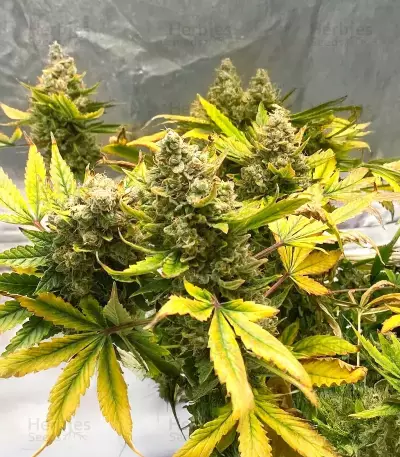 Mango Sherbert Autoflower feminisierte Samen (Humboldt Seed Company)