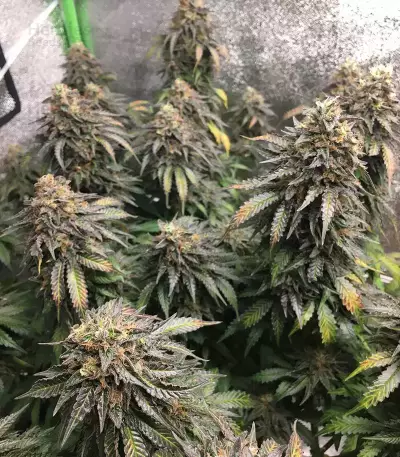 Mimosa EVO feminisierte Samen (Barney's Farm)