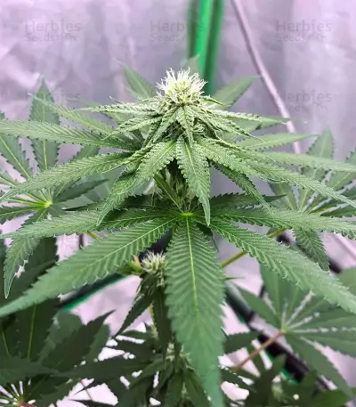 Mimosa (Herbies USA Express)