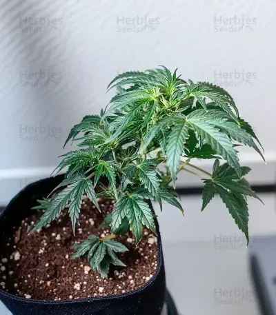 Northern Lights XL Auto (Zambeza Seeds) Cannabis-Samen