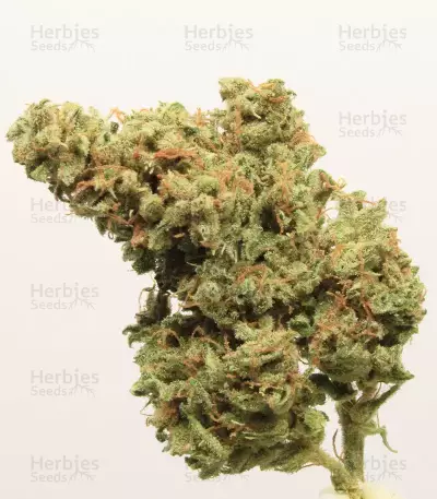 Original Cinderella Auto Samen feminisiert (Fast Buds)
