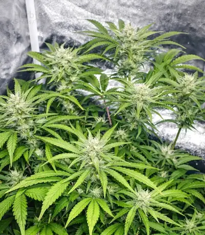 Papaya Sherbet feminisierte Samen (Fast Buds)