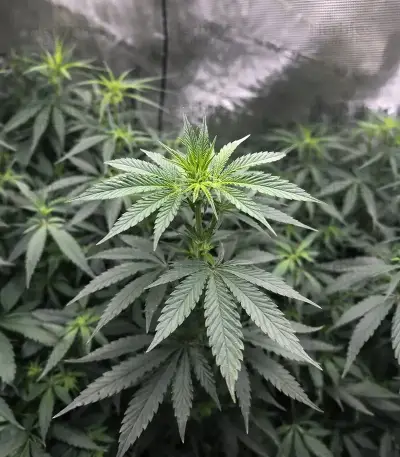 Runtz Triploid (Advanced Seeds)