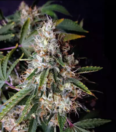 Smoothie Auto (Fast Buds) Cannabis-Samen