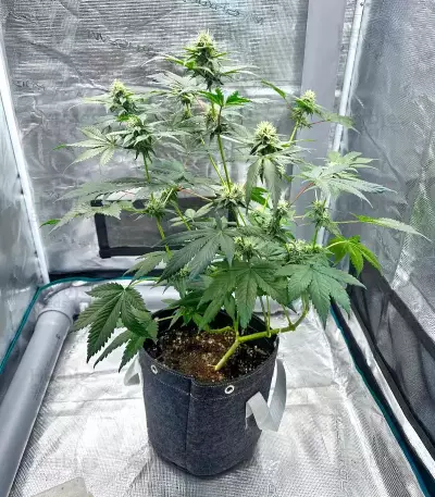 Super Boof Auto feminisierte Samen (Fast Buds)