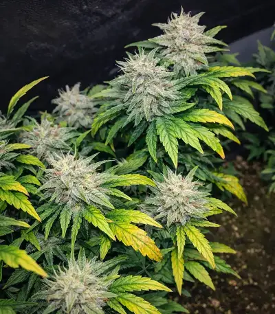 Super Mutant Mass (Critical Mass Collective Seeds) Cannabis-Samen