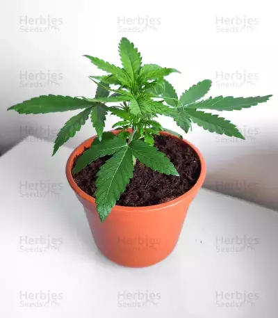 Super Orange Haze Auto feminisierte Samen (Mephisto Genetics)