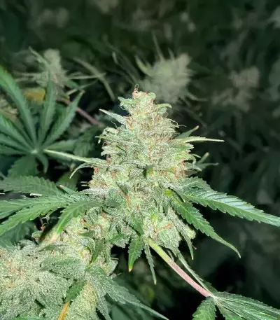 Super Sangria Skunk Autoflower feminisierte Samen (Seedkeepers)