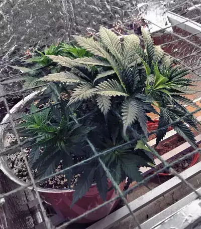 Trippy Gorilla (Big Head Seeds) Cannabis-Samen