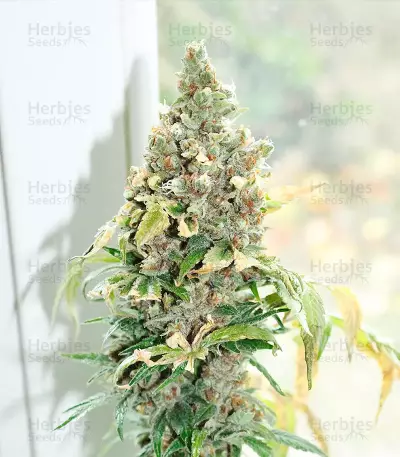 Tropicanna Poison F1 Fast Version feminisiertes Saatgut (Sweet Seeds)