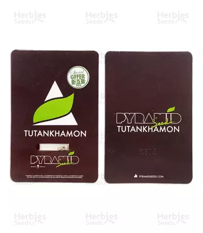 Tutankhamon (King Tut) feminisierte Samen (Pyramid Seeds)
